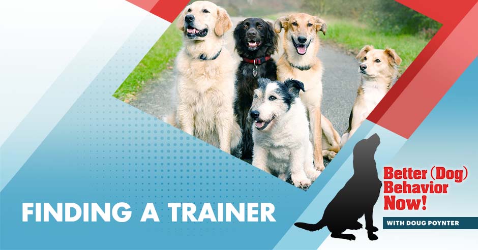 BDBN 3 | Finding A Trainer