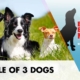BDBN 4 | Tale Of 3 Dogs