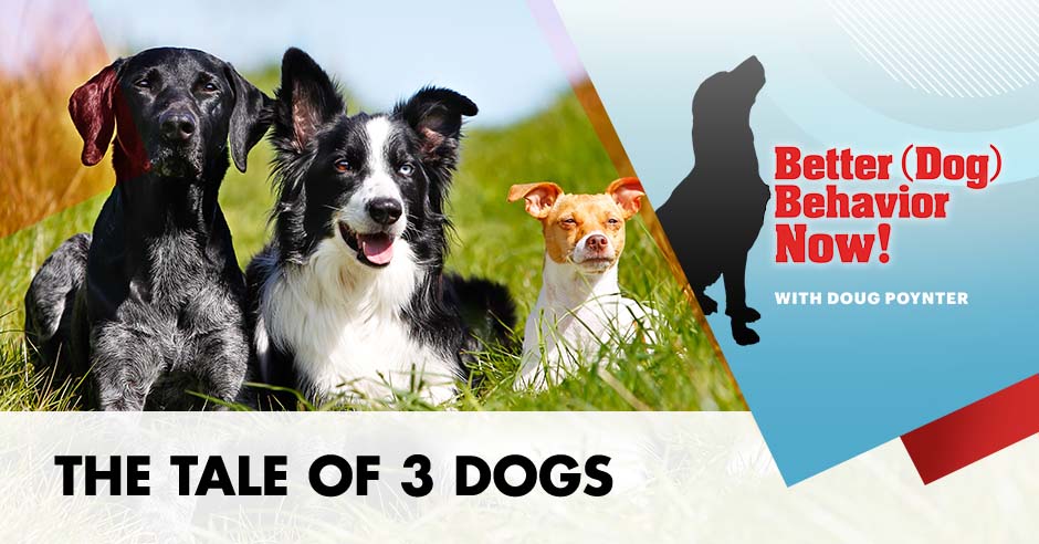 BDBN 4 | Tale Of 3 Dogs