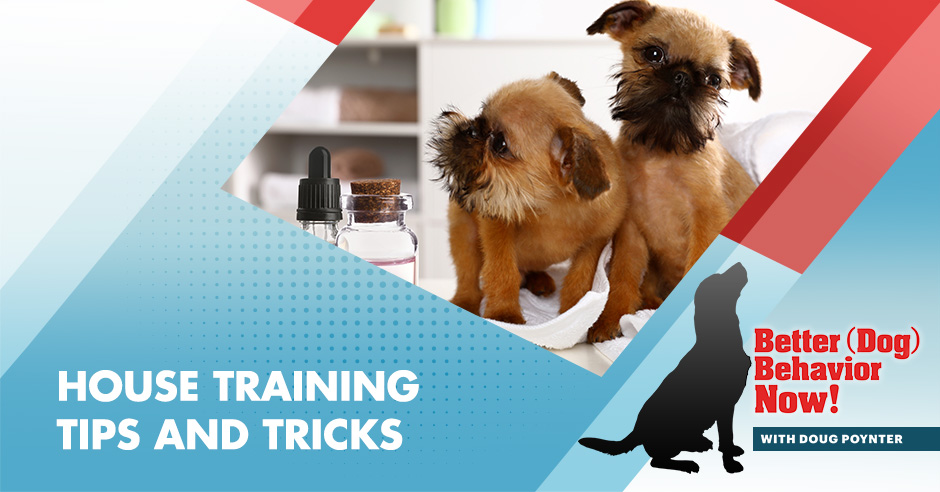 BDBN 6 | House Pet Training