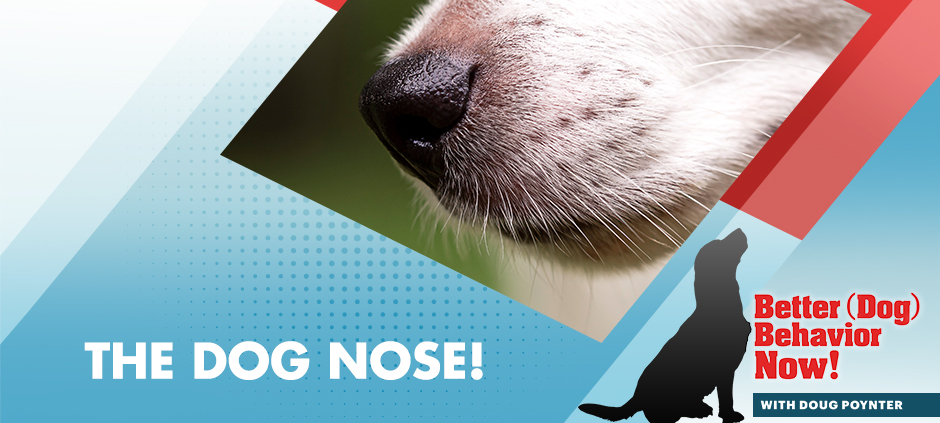 BDBN 12 | Dog Nose