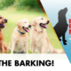 BDBN 16 | Dog Barking