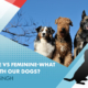BDBN 21 | Dog Training